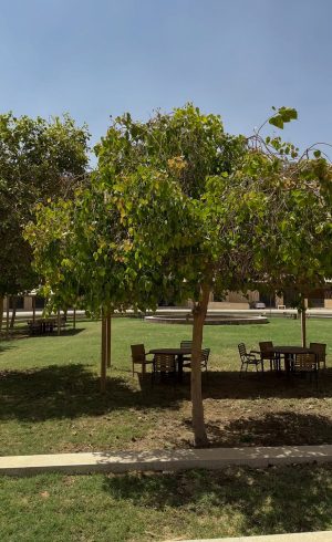 مرافق فندق ريفالي